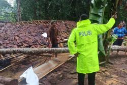  Kandang Puyuh Ambruk Tertimpa Pohon Tumbang, Peternak Rugi Puluhan Juta Rupiah