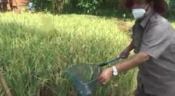 Kelompok Pemuda di Jepara Ini Budi Daya Padi Sistem Tumpang Sari