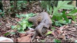 Bayi dan Induk Trenggiling Bersama 3 Kukang Dilepasliarkan ke Habitatnya