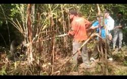 BKSDA Rawat Beruang Madu yang Terluka karena Perangkap Babi di Lahat