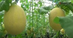 Video Melon Berharga Tinggi di Jember, Viral di Medsos