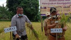 Gorontalo Utara Pastikan Surplus Beras 62.584 Ton