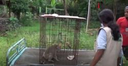 Video Monyet Liar di Ponorogo Meresahkan Warga