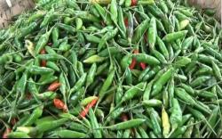 Jelang Ramadan, Harga Cabai Rawit di Medan Tembus Rp40.000 per Kg