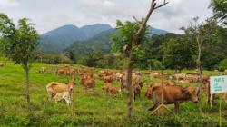Di Padang Mengatas, Yuk Kenalan dengan Sapi Terkecil Nomor 2 di Dunia