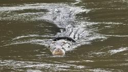 Buaya Berkalung Ban Muncul di Pinggir Sungai setelah Lama Tidak Terlihat
