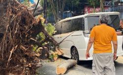 Hujan Deras, Mobil Eros Djarot Tertimpa Pohon Besar di Kebayoran Lama