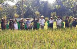 Kulonprogo Sukses Kembangkan Padi untuk Penanganan Stunting di Sawah Cetak Lahan Baru