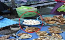 Beredar Kabar Penjualan Telur Penyu di Majene