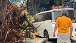 Mobil Erros Djarot dan Slamet Rahardjo Tertimpa Pohon Besar, Begini Kondisinya 