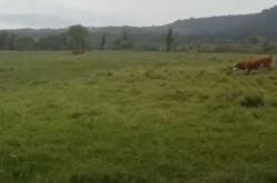 Video Peternakan Sapi Milik Kementan Payakumbuh Mirip di Selandia Baru