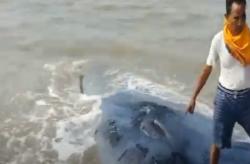 Video Viral Bangkai Paus Terapung di Pantai Bungko Cirebon