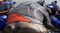 Paus Sperma Panjang 15 Meter Terdampar di Pantai Bungko Cirebon
