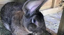 Kelinci Terbesar di Dunia Dicuri dari Kebun, Polisi Buru Pelaku