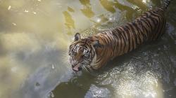 Harimau yang Diduga Memangsa Warga Dumai Lebih Dari Satu Ekor