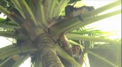 Nestapa Buruh Tani Gula Kelapa, Makin Terhimpit saat Pandemi 