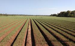 Kereta Api Ukraina Batasi Ekspor Komoditas Pertanian, Ada Apa?