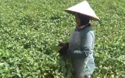 Wow, Kangkung Lombok Barat Akan Dipasarkan ke Jakarta