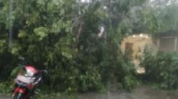 Pemkot Jakpus: Mobil Tertimpa Pohon Tumbang, Warga Bisa Ajukan Klaim Kerugian