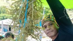 Indonesia Targetkan Jadi Produsen Rumput Laut Nomor Satu Dunia, Ini Strategi KKP 