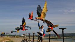 Melihat Keseruan Burung Macaw Berlatih Terbang Bebas