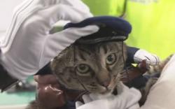 Selamatkan Seorang Kakek, Kucing Ini Diangkat Jadi Kepala Kepolisian Kota<
