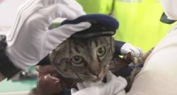 Tolong Kakek Tercebur ke Selokan, Kucing Ini Didapuk Jadi Kepala Kepolisian Kota <