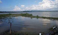 Danau Rawa Pening Meluap, Puluhan Hektare Sawah Terendam Air