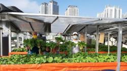 Inovasi saat Pandemi, Atap Masjid di Sunter Disulap Jadi Lahan Tanam Sayuran Hidroponik