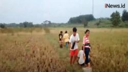 Video Warga Blora Ambil Tumpahan Minyak Mentah di Sawah