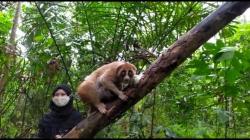 Alobi Foundation Kembalikan Induk dan Anak Kukang ke Habitatnya