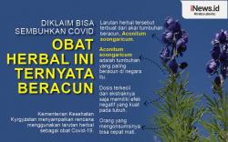 Infografis Obat Herbal yang Diklaim Bisa Sembuhkan Covid Ini Ternyata Beracun