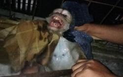 Kera Ini Ditangkap Satpol PP Kuningan Gegara Acak-Acak Rumah Warga 