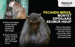Infografis Monyet Pecandu Miras Dipenjara Seumur Hidup karena Serang 250 Orang
