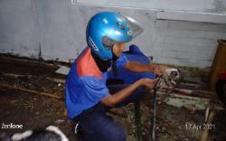 Aksi Heroik Petugas Damkar Kuningan Selamatkan Anak Kucing dari Gorong-gorong