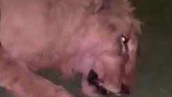 Pria Ini Tewas Diterkam Singa Peliharaan