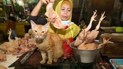 Harga Daging Ayam Merangkak Naik di Surabaya