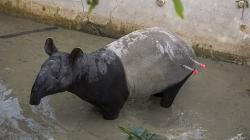 Keluar Sarang, Tapir Muncul dan Gegerkan Warga Agam