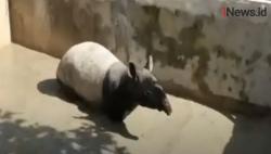 Video Tapir Liar Masuk Kolam Ikan Milik Warga di Pekanbaru