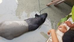 Tapir Tercebur ke Kolam Ikan Warga Pekanbaru, Evakuasi Berlangsung Dramatis