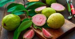 Buka Puasa dengan Jus Jambu Biji, Segar Bisa Tingkatkan Imunitas