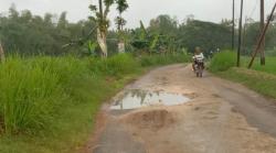 Warga di Blora Keluhkan Rumput Gajahan Tutupi Bahu Jalan 