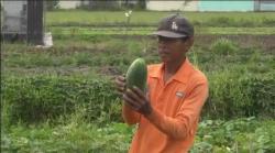 Berkah Ramadan, Petani Timun Suri di Tegal Untung Besar 