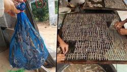 Pria Ini Jadi Jutawan dari Bisnis Cicak<