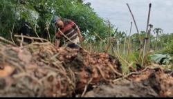 Berawal Iseng, Petani Blora Ini Sukses Budi Daya Porang Beromzet Ratusan Juta Rupiah