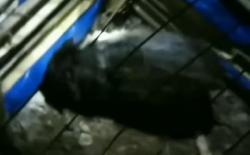 Meresahkan, Kuburan Bangkai Babi Ngepet di Depok Dibongkar