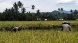 Gunakan Dua Varietas Padi Produk HKTI, Hasil Panen Petani Melimpah 