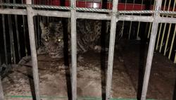 Macan Dahan Turun Gunung dan Terjebak di Kamar Mandi Rumah Warga