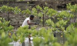 Pemerintah Akan Reboisasi 6.000 Hektare Hutan Bakau di Kalbar