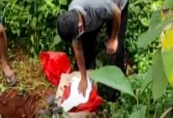 Video Polisi Bongkar Kuburan Babi 